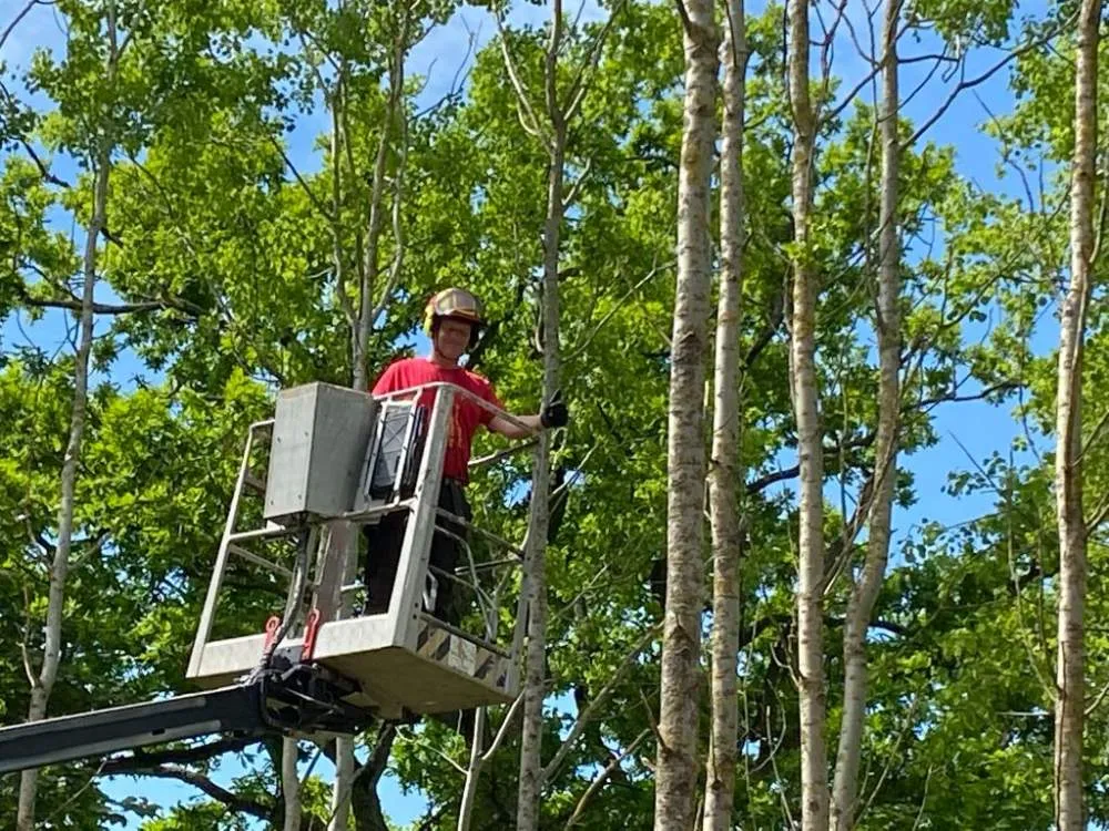 Trädklippning från skylift i sommargrönska