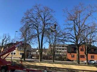 Trädvård med skylift på vintern
