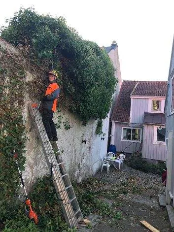 Röjning och klippning av murgröna vid stenmur