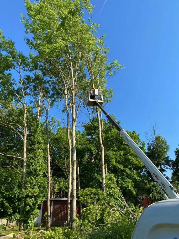 Trädfällning med skylift bland höga träd i Blekinge